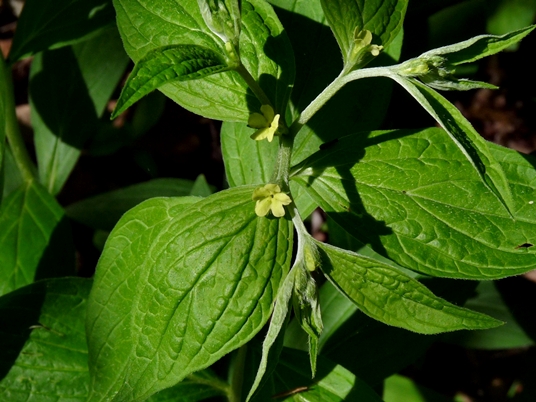 {Lithospermum latifolium}